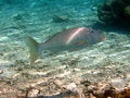 Free Fish : Yellowlip Emperor Royalty Free Stock Images - 4679839