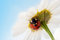 Free Camomile Flower With Ladybug Stock Photography - 4673712