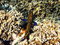 Free View Of A Peacock Hind Royalty Free Stock Photo - 4679975