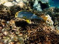Free Oriental Sweetlips Stock Photos - 4680193