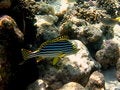 Free Fish : Oriental Sweetlips Royalty Free Stock Photography - 4680217