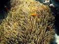 Free Maldive Anemonefish Stock Photo - 4681120