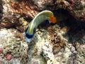 Free Nice Emperor Angelfish Royalty Free Stock Image - 4681286
