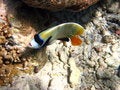 Free Emperor Angelfish Looking Me Stock Image - 4681291