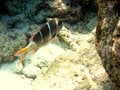 Free Maldivian Humpnose Big-Eye Bream Royalty Free Stock Photo - 4681325