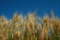 Free Rye Spikes Stock Photography - 4683622