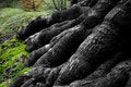 Free Tree Claws Stock Photography - 4685662
