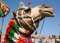 Free Camel On Safari Stock Image - 4685791