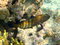 Free Peacock Hind Royalty Free Stock Photos - 4680428