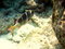 Free Maldivian Humpnose Big-Eye Bream Royalty Free Stock Photo - 4681325