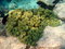 Free Coral With Fishes Stock Image - 4681351