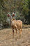 Free Kudu (Tragelaphus Strepsiceros) Royalty Free Stock Photo - 4684435