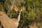 Free Kudu (Tragelaphus Strepsiceros) Royalty Free Stock Photo - 4684455