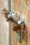 Free RUST LOCK Stock Photography - 4686852