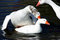 Free Geese Royalty Free Stock Photography - 4688147