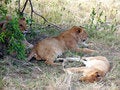 Free Pride Of Lions Royalty Free Stock Photos - 4694538
