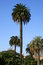 Free Palmtree Royalty Free Stock Photography - 4690227
