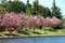 Free Cherry Blossom Royalty Free Stock Images - 4696609