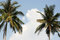 Free Two Palms Against The Sky Stock Image - 4698791