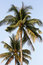 Free Palms On The Beach Stock Images - 4699004
