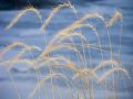 Free Tall Grass Pattern Royalty Free Stock Image - 471756
