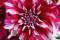 Free Chinese Peony Stock Image - 478811