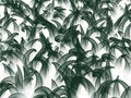 Free Bushes Stock Photo - 4709620