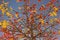 Free Kapok Blossom Stock Image - 4701311