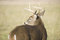 Free Whitetail Buck Looking Back Stock Photos - 4704283