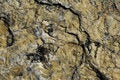 Free Rock Veins Stock Photos - 4712973