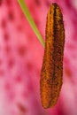 Free Pink Lily Flower Pollen Macro Stock Photos - 4714173
