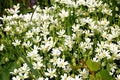 Free Caryophillaceae - Stellaria Holostea L. Mass Bloom Stock Photography - 4715592