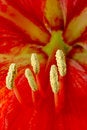 Free Flower Stamen Stock Image - 4717681