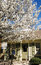 Free Store Front With Beautiful Tree Royalty Free Stock Photography - 4719687