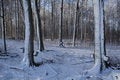 Free Collecting Maple Sap Stock Images - 4722564