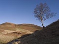 Free Birch Tree On Moorland Hillsid Royalty Free Stock Photography - 4723297