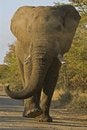 Free Angry Elephant Royalty Free Stock Photos - 4726778