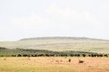 Free Masai Mara Reserve Stock Photos - 4729203
