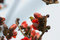 Free Kapok Blossom ,a Bird Stock Image - 4720951