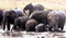 Free Family Bath. African Elephants Royalty Free Stock Images - 4721239