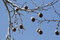 Free Icy Sycamore Fruit Stock Photos - 4722123
