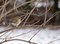 Free Winter Robin Stock Photography - 4724162