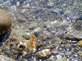 Free Sea Water, Pebble Stock Photo - 4736390