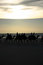 Free Riding Camels Royalty Free Stock Image - 4737576