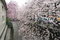 Free Kyoto Cherry And River Royalty Free Stock Photos - 4738618