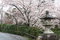 Free Cherry Tree And Temple Royalty Free Stock Image - 4738626