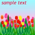 Free Tulip Flyer Stock Photography - 4741472