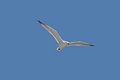 Free Seagull Royalty Free Stock Photos - 4747368
