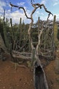Free Desert Scene Stock Photos - 4748013