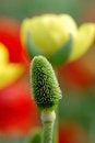 Free Pistil Stock Photos - 4748483